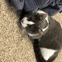 icarus (feat. Ne0n GrEEn) [prod. heydium]