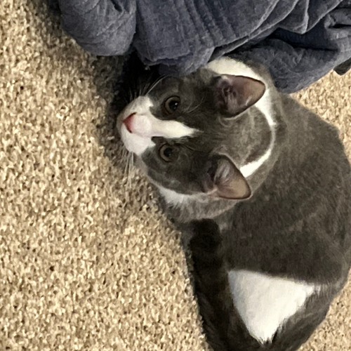 icarus (feat. Ne0n GrEEn) [prod. heydium]