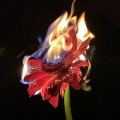 Hot Flower