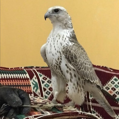 *ميـاده العلي