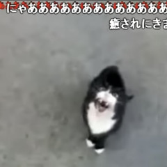 嘘つきたくない