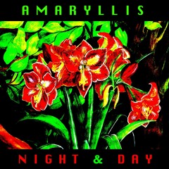Amaryllis Night and Day