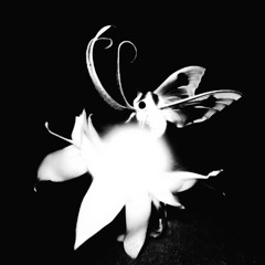 Shyntwirl - Luminess