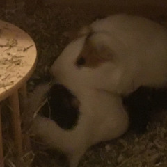 Achtung, die Meerschweinchen kommen!