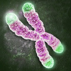 Telomere