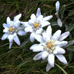 Edelweiss (ReFEX)