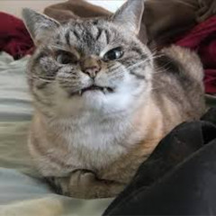 meow