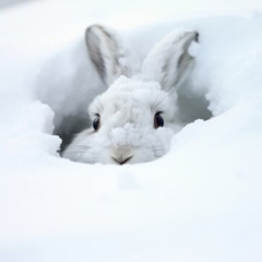 snow bunny