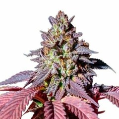 Ffm Haze