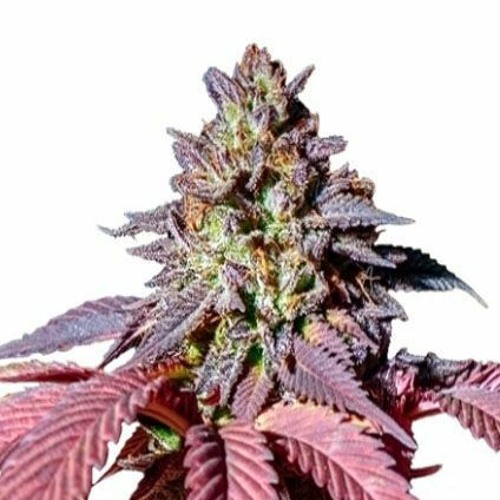 Ffm Haze
