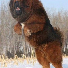 beagle x stoic da poet - mastiff [demo]