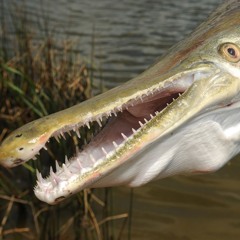 gar