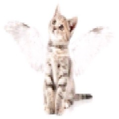 похожим на кота (moru + 333since)