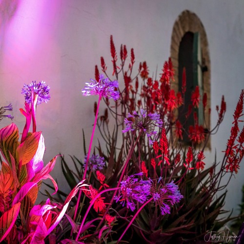 An Ode to Eden: Aloe and the Ego
