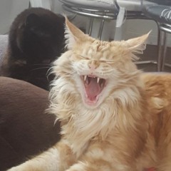 The Year of the Water-Tiger (Hotcast No. 14)