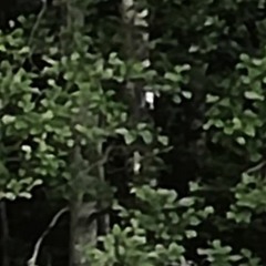 IN THE WOODS