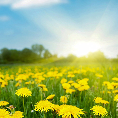 Sunny - Bobby Hebb/Arr. Mike Story (Alfred Music Publishing)