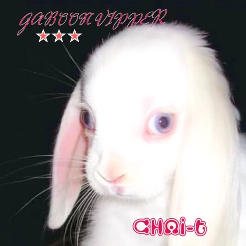 GABOON VIPPER