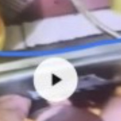 Video: Mới Nhấ chặt đầu nguyễn xuân đạt và đao phủ nguyễn xuân đạt lạng sơn clip gốc