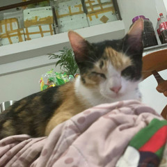 Đặt trái tim lên bàn - Bố con Lem cover