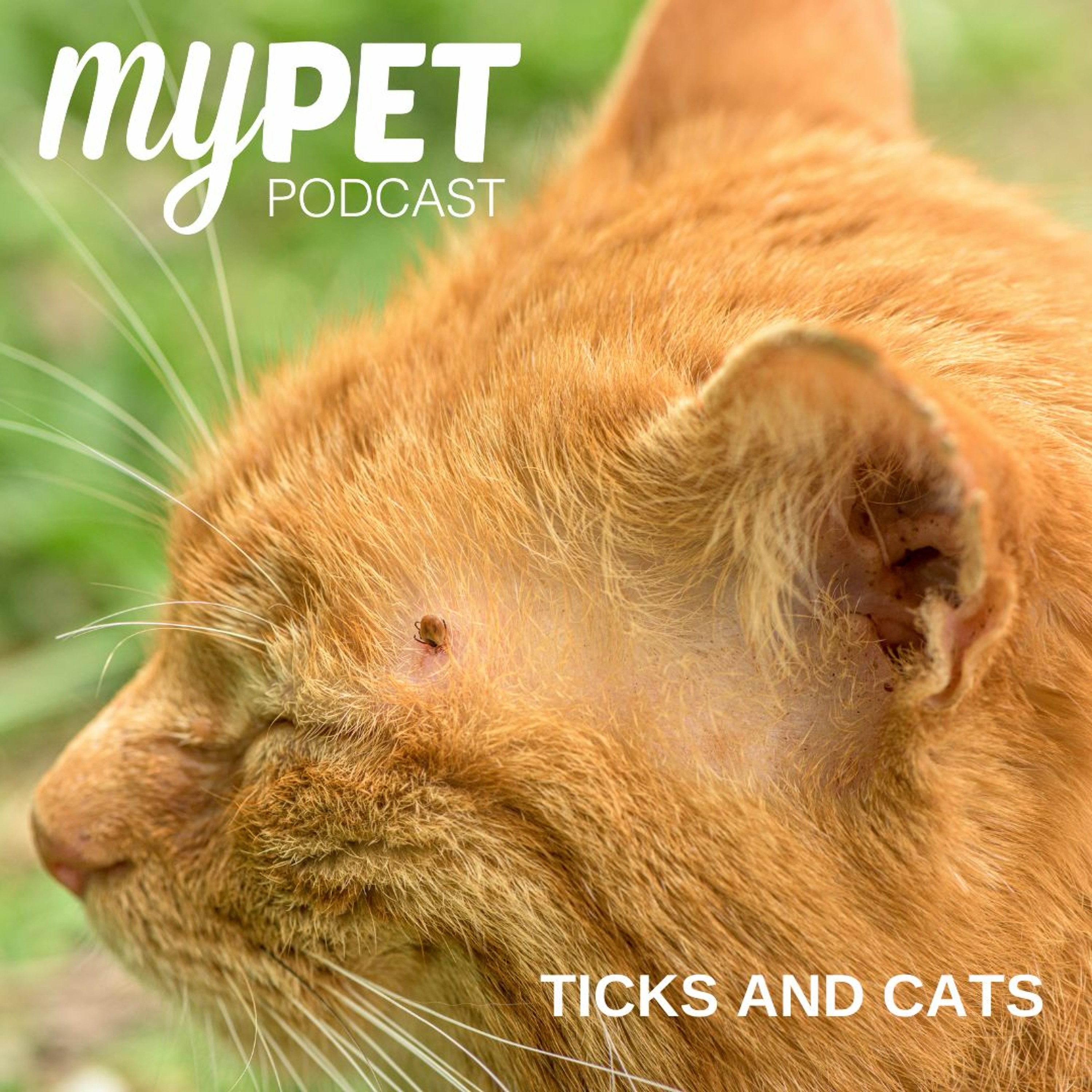 Ticks and Cats episode artwork