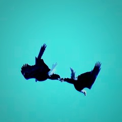fly high (feat. Oecd boy)