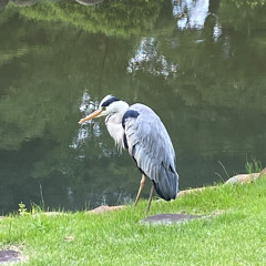 The Heron At Shinjuku Gardens