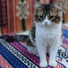 Wilma Bessel - Rythmes Harmoniques (purrfect mix)