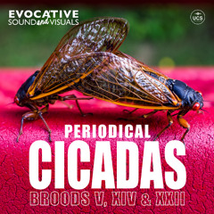 Periodical Cicadas Sound Effects Library Preview