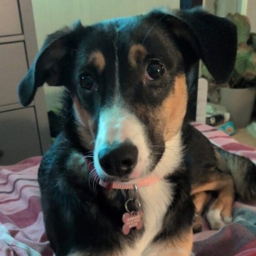 Stream Körbchen gesucht vom 19.08.2026 - Hündin Yuki by Antenne Bad Kreuznach