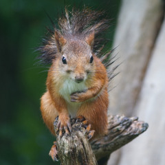 Escape from New Peanut Feeder