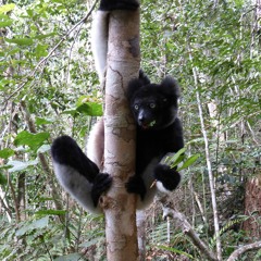 Lemurs - Andasibe, Madagascar
