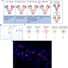 Lifelong Companionship Protects Aging Rat Brains from Cognitive Decline