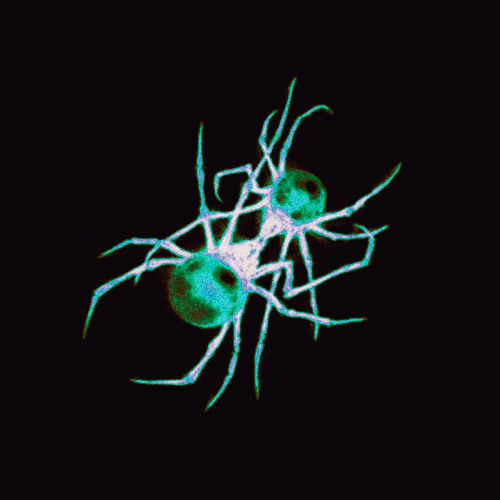 DOJA CAT - SHUTCHO (TIP JOE EDIT)