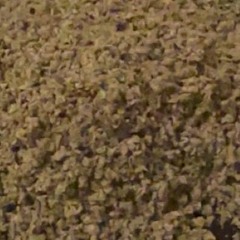 matcha freestyle (jjukai)