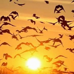 كل الطيور ارحلت - خالد الشيخ - من مسلسل نيران