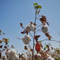 في الفجرية طالع - رايات عبدالرحيم