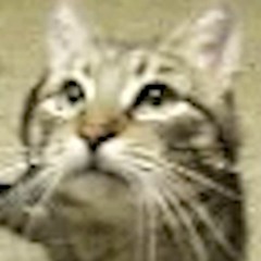 Earth, Wind & Cats - Brazilian Meow (Remix)