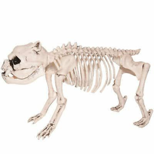 мопсы скелеты