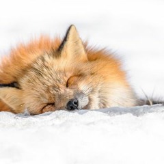 Repose