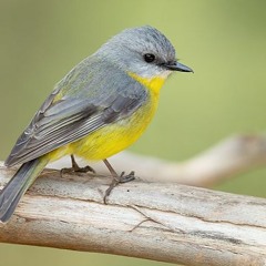 BIRD SHIT