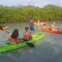 Review Special Price Aruba Glass Bottom Kayak Tour Through The Mangrove Forest