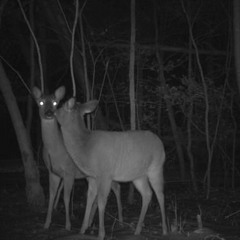 acaricia a une desconocidx