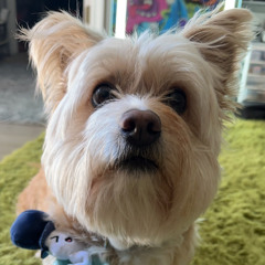 Captive Radio (live recording set)