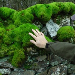 THE INLAND CASTAWAYS (2021)