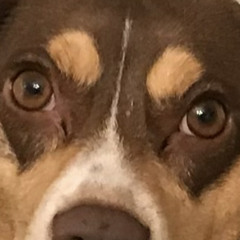 DOG THAT DIGS