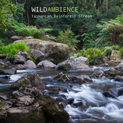 Tasmanian Rainforest Stream - Album Sample