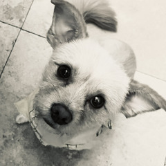 This Must Be Love > > > Caravan of Thieves