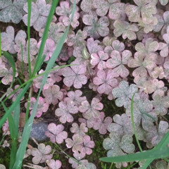 学会爱 Paris green