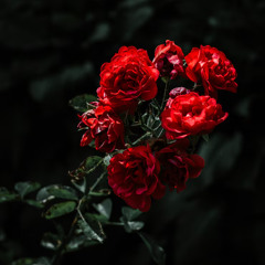 Flores